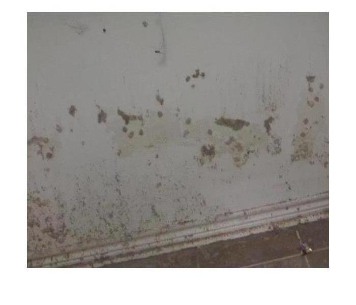 mold growth on drywall